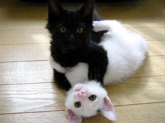 Fight fight, a black and a white!