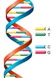 DNA ACGT