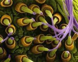 Synthetic Spider Silk