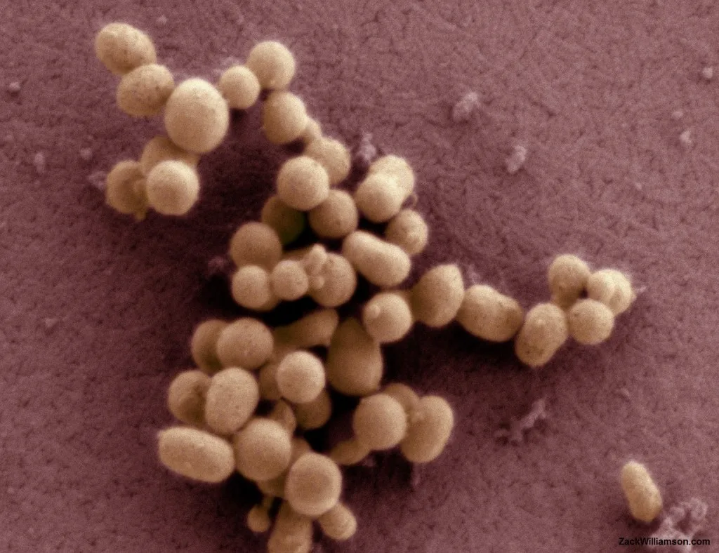Synthia Bacteria